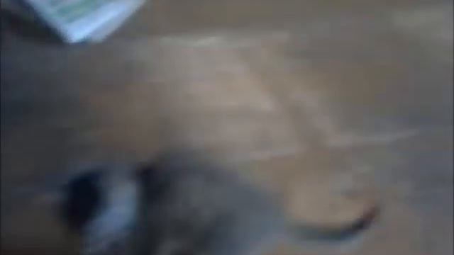 Dzīvniekbērnu Padarīšanas