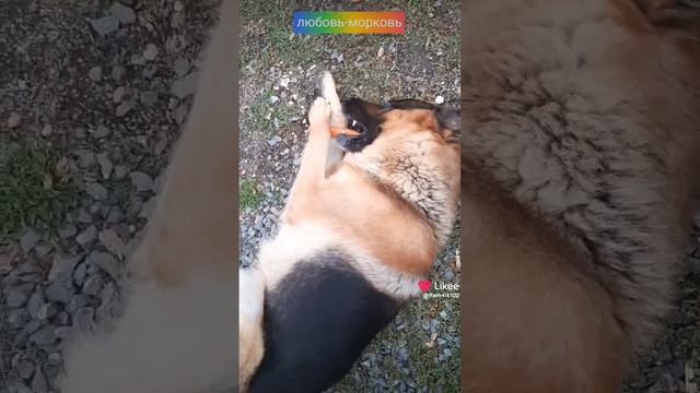 Сезон овощей🥕 смотреть онлайн