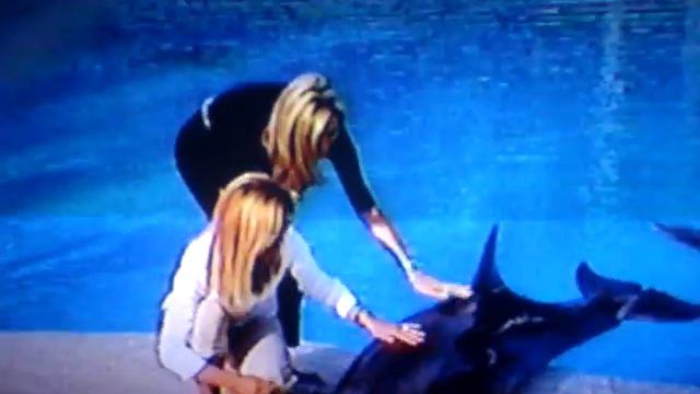 Feeding dolphins at Siegfried Roy's private garden смотреть онлайн