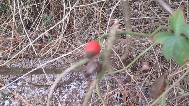 Die Hagebutte/Wildrose fruchtgewordene Liebe 🌿 Einfach Bianca смотреть онлайн
