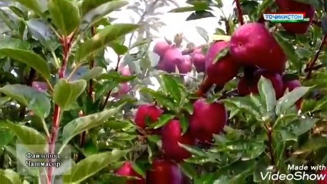 Дӯстмурод Алиев. 