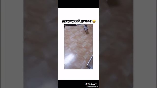 Поросячий дрифт