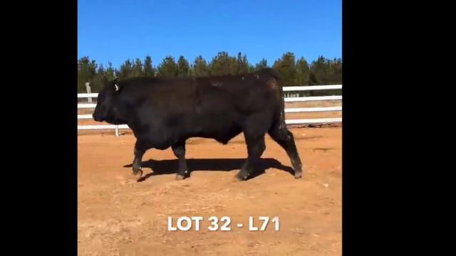 Rosskin Angus Bull Sale 2017 LOT 32 NROL71 смотреть онлайн