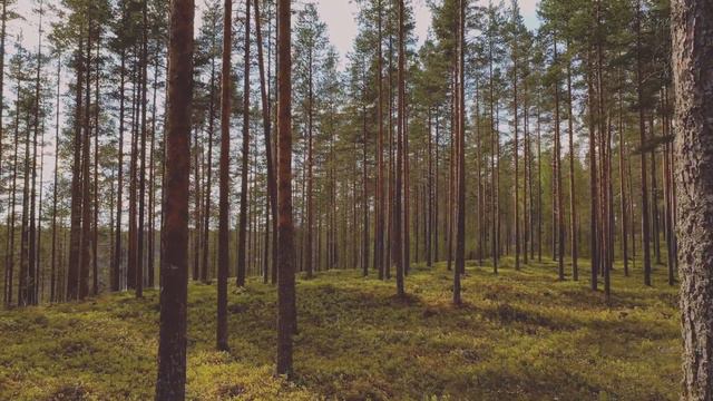 Kaukametsä - Aleksis Kivi смотреть онлайн