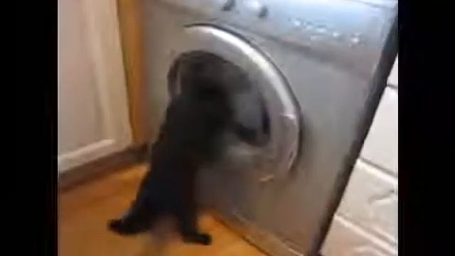 Стиральномашинный кот Приколы смотреть онлайн