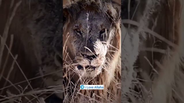 #Кавказ  #Азия #Ислам ❌срочно ❌шайтан оскорбляет Умара ибн аль Хаттаба второго праведного Халифа