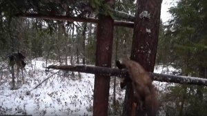 Пришли в ИЗБУ! Первая проверка капканов (удачно).Охота.