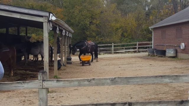Horseback Riding Ft Benjamin Harrison Oct 2017(7) смотреть онлайн