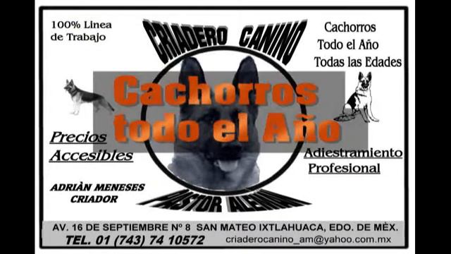 Perros Pastor Aleman, criadero en Sn.Mateo Ixtlahuaca смотреть онлайн