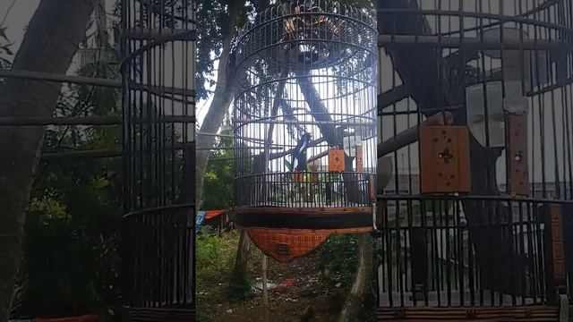 Nama burong kacer .mendet pemilik supomo jtm blitar смотреть онлайн