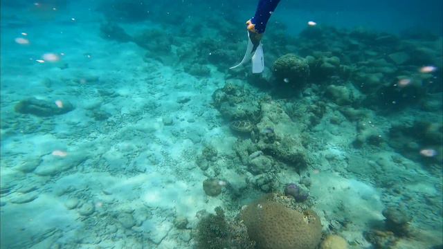 Great Barrier Reef - Green Island Turtle смотреть онлайн