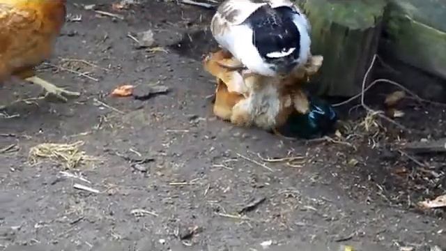 КУРАМ НА СМЕХ смотреть онлайн