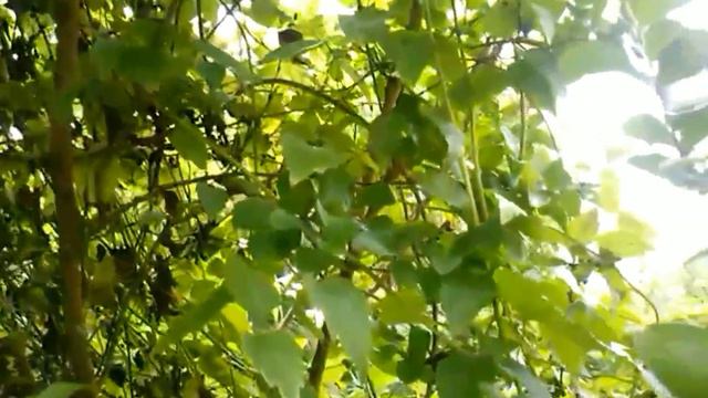 Mirto Crespo (Lagerstroemia Indica L.)