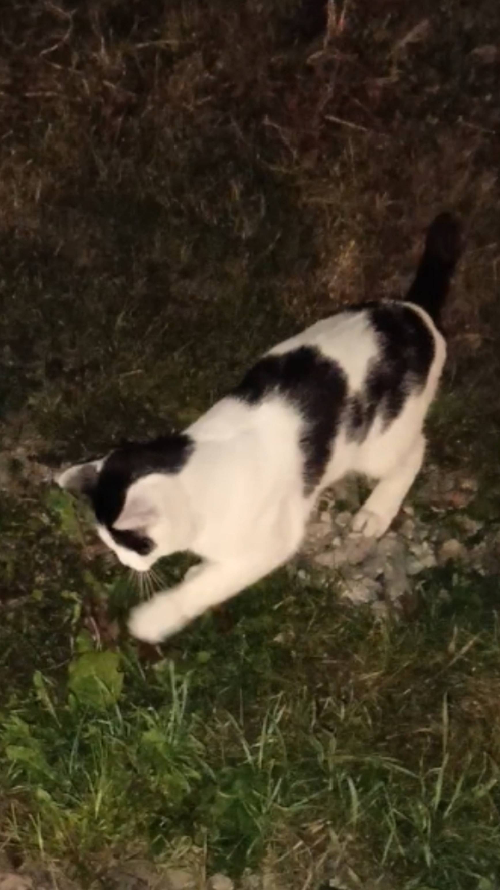 У милого котика отнял мышь кот разбойник. смотреть онлайн
