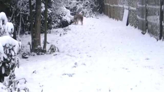 Berger Picard Luc 8-14 months смотреть онлайн