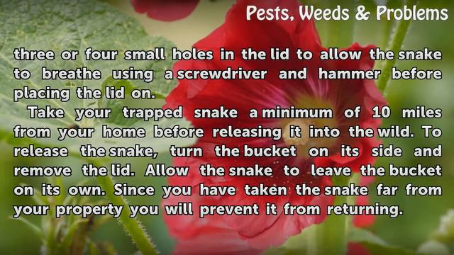 How To Get Rid Of Black Rat Snakes