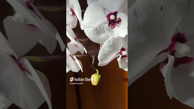 #phal Charming Panda 🐼 смотреть онлайн