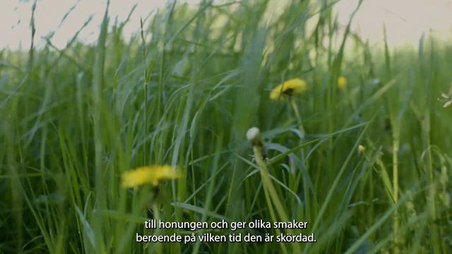 Biodlaren Susanna Färgh om hur honung blir till – från kupa till burk. смотреть онлайн