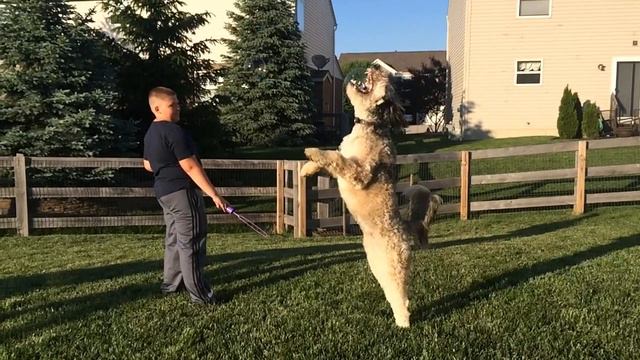 Bert Loves to Pop Bubbles! смотреть онлайн