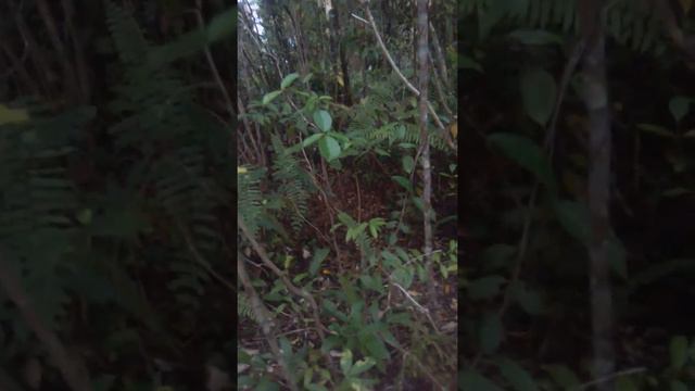 marintis Parak kayu смотреть онлайн