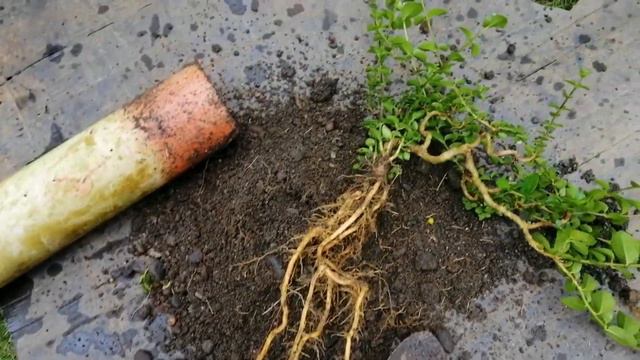 How to Make Root Over Rock Bonsai from Cuttings? #rootoverrock #Premnamicrophilla смотреть онлайн
