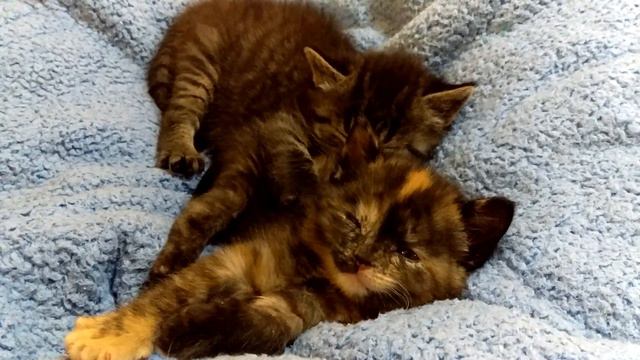 Saoirse And Finn Falling Asleep 4 Weeks