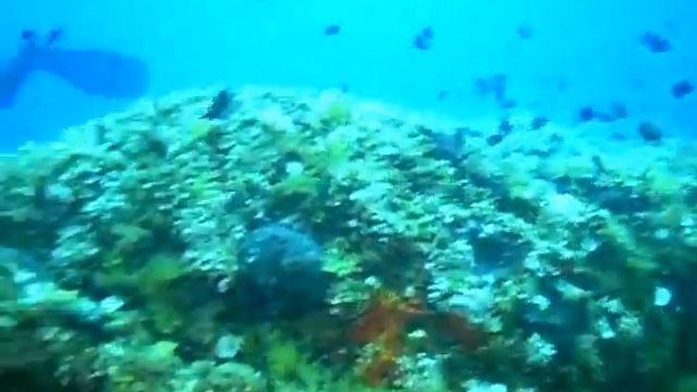 Gorgonie - Tremiti смотреть онлайн