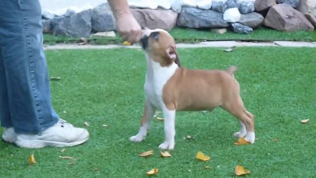 BodyBull Helikon Charles Rolls - 10 hetes/weeks old kan/male смотреть онлайн