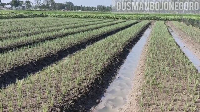 PENJELASAN KOMPLIT TENTANG PUPUK MKP, KNO3&GANDASIL BUAH BUAT TANAMAN BAWANG MERAH