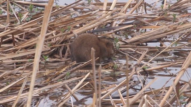 Muskrat, Berrien co., Michigan смотреть онлайн