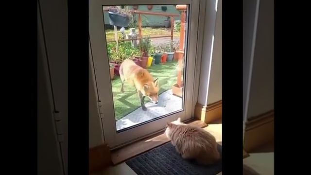 Кот вырубил лису