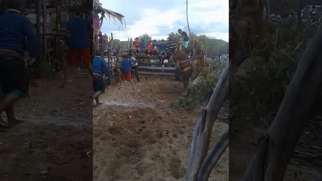 Pega De Boi No Mato Floresta Do Piauí