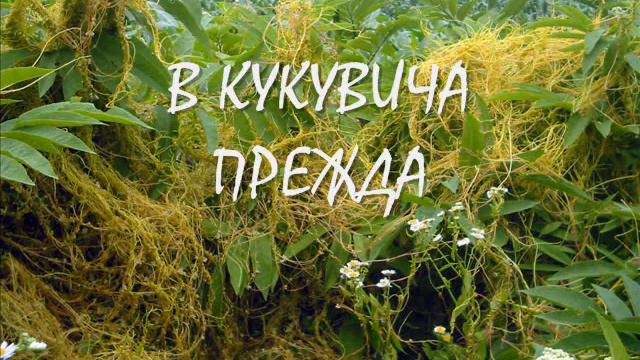 sekirata Kukai kukuvice moia