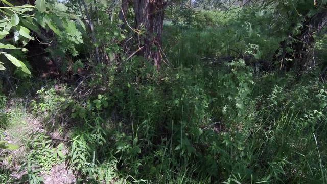 Спицино деревня. ЧУДСКОЕ ОЗЕРО 29.05.24 трава растет.