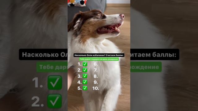 Насколько избалован аусси Оливер? #aussie #australianshepherd #аусси #австралийскаяовчарка #собака смотреть онлайн