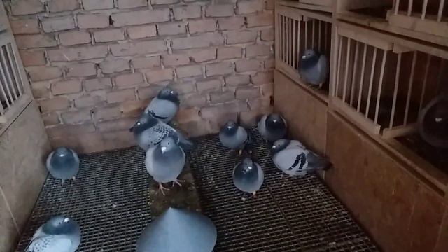 Masculii Din Lotul De Zbor Pentru 2020 - Team DeVis смотреть онлайн