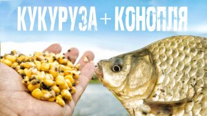 СМЕШАЛ КУКУРУЗУ С КОНОПЛЕЙ, КРАСИ ПРУТ КАК БЕШЕНЫЕ! РЫБАЛКА НА КРУПНОГО КАРАСЯ!