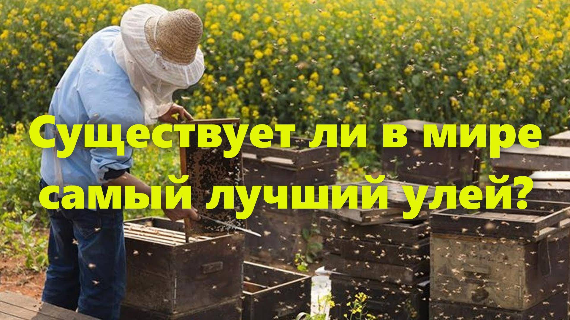 Какой улей для пчёл (пчелиный) и пчеловода самый хороший (лучший)? смотреть онлайн