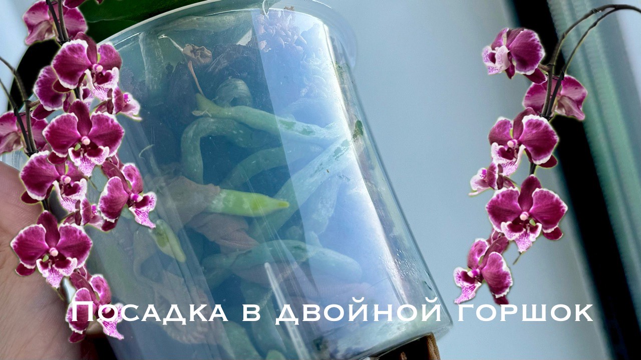 Посадка орхидеи фаленопсис в двойной горшок : быстро, просто и удобно 👍🏻👌🏻❤️🔥 смотреть онлайн