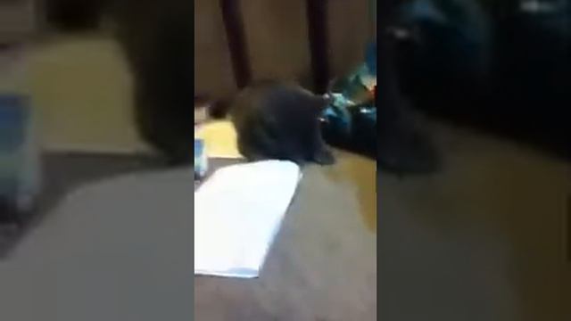 Dexter, give me the paper. смотреть онлайн