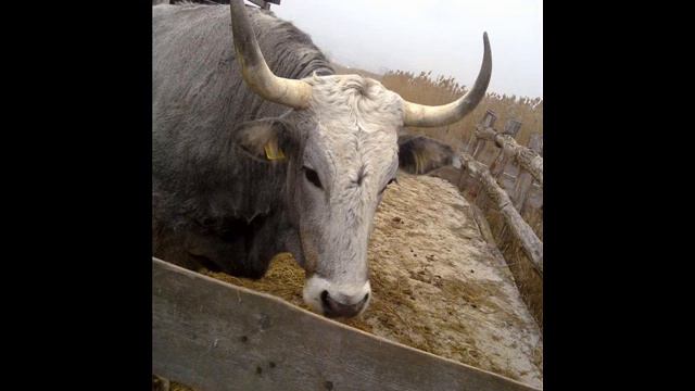 ŽižolaTH - The Arise Of The Boshkarin