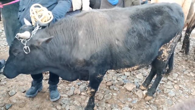 шанбебозори регар нархи гови майда ва калон барои бони