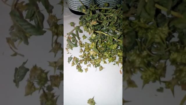 Verna Priroda 5- Babin Zub Najjaci Na Balkanu Za Potenciju Plodnost Erekciju Misicnu Masu