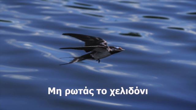MI ROTAS TO HELIDONI [TO PARATHIRI] - (Professional Karaoke) Odeon Karaoke) смотреть онлайн