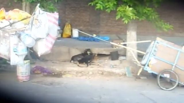 Perros cartoneros смотреть онлайн