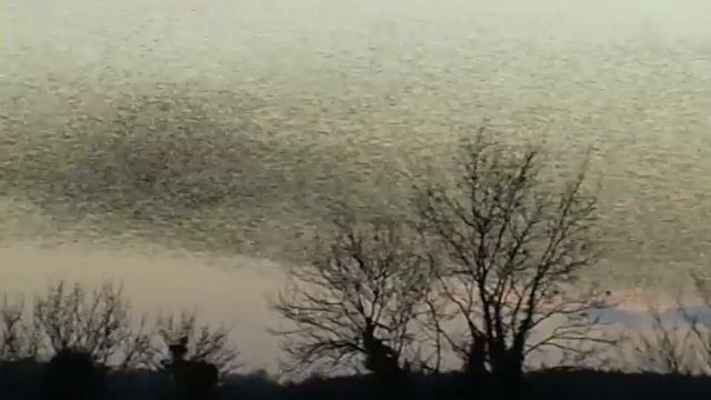 Vincent Sheridan Murmuration Video 1 смотреть онлайн