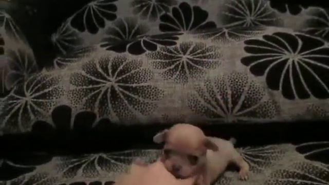 Индиго смотреть онлайн