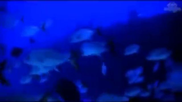 Demjén Ferenc -  Szabadság Vándorai