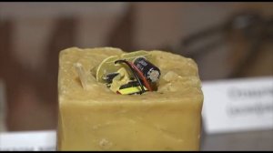 «Рожденная революцией»