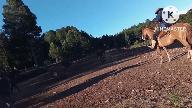 eu nos treinos 🐂〰️〰️〰️🏇 смотреть онлайн